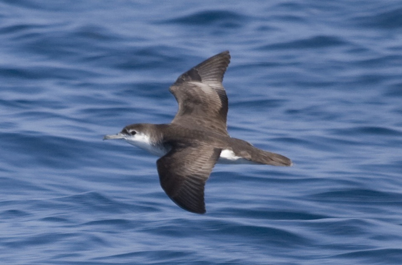 Audubon's Shearwater (Puffinus lherminieri) - Wiki; DISPLAY FULL IMAGE.