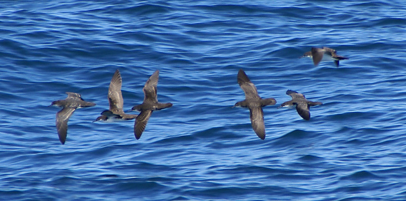 Galapagos Shearwater (Puffinus subalaris) - Wiki; DISPLAY FULL IMAGE.