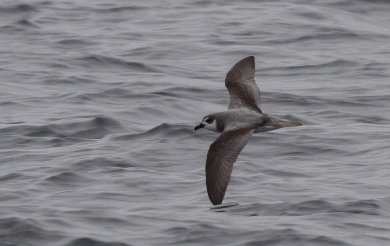 De Filippi's Petrel (Pterodroma defilippiana) - Wiki; DISPLAY FULL IMAGE.