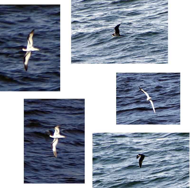 Galapagos Petrel (Pterodroma phaeopygia) - Wiki; DISPLAY FULL IMAGE.