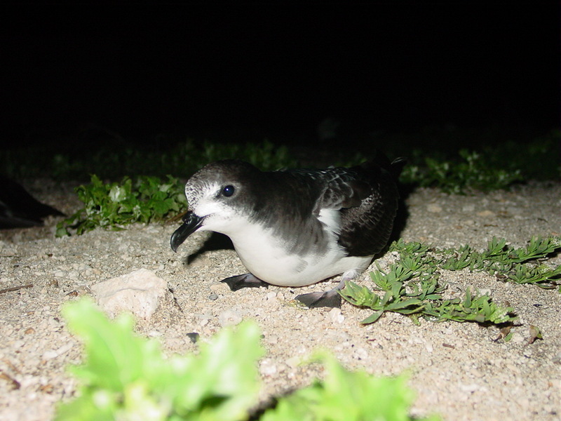 Bonin Petrel (Pterodroma hypoleuca) - Wiki; DISPLAY FULL IMAGE.