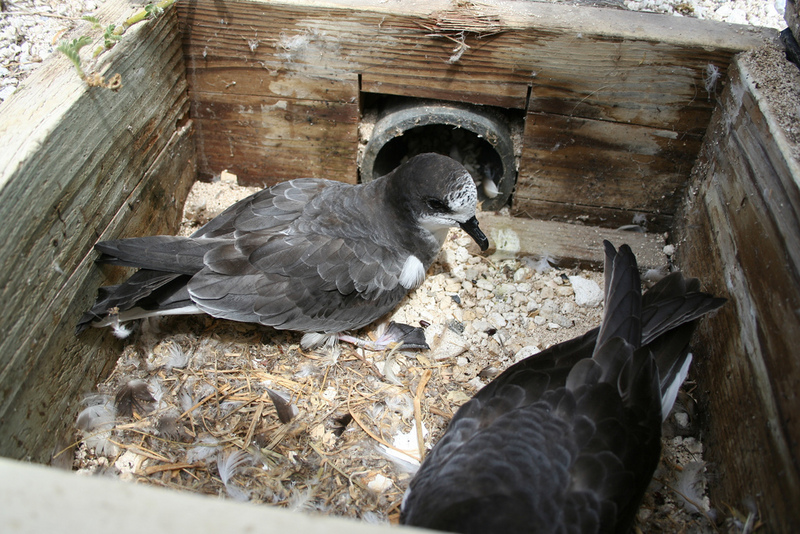 Bonin Petrel (Pterodroma hypoleuca); DISPLAY FULL IMAGE.