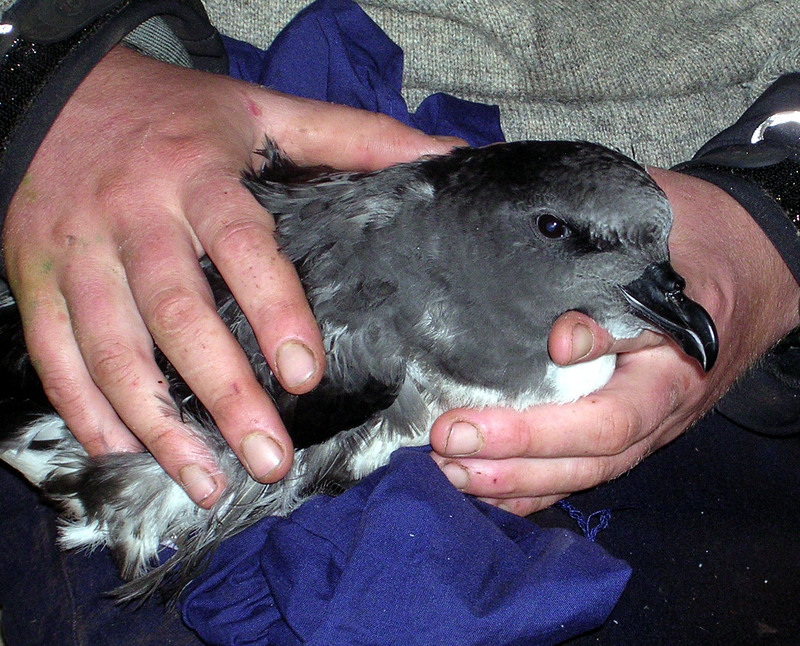 Magenta Petrel (Pterodroma magentae) - Wiki; DISPLAY FULL IMAGE.