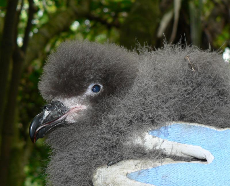 Great-winged Petrel (Pterodroma macroptera) chick; DISPLAY FULL IMAGE.