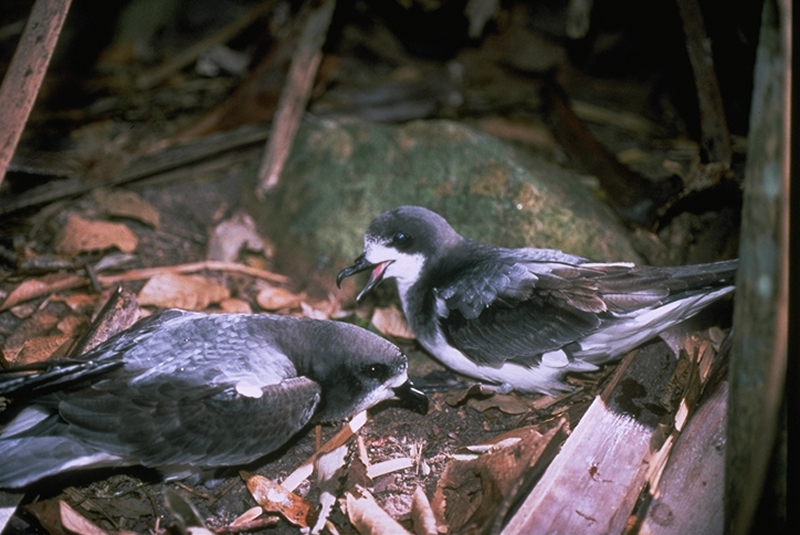 Gould's Petrel (Pterodroma leucoptera) - Wiki; DISPLAY FULL IMAGE.