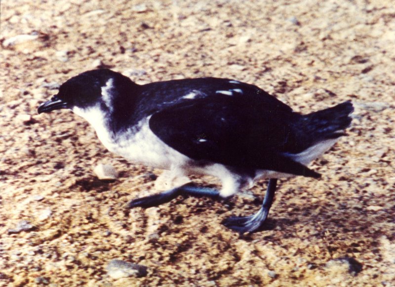 Peruvian Diving Petrel (Pelecanoides garnotii) - Wiki; DISPLAY FULL IMAGE.