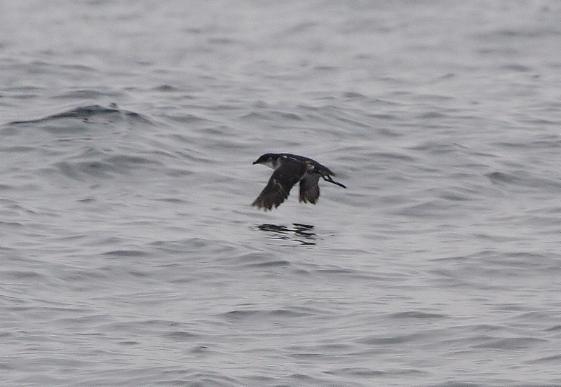 Diving Petrel (Family: Pelecanoididae, Genus: Pelecanoides) - Wiki; DISPLAY FULL IMAGE.