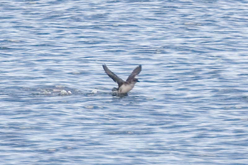 Common Diving Petrel (Pelecanoides urinatrix) - Wiki; DISPLAY FULL IMAGE.