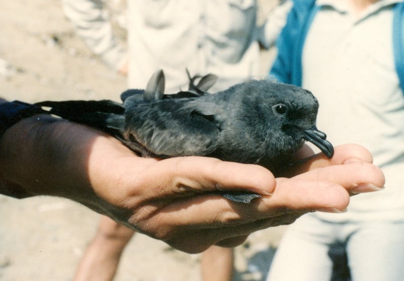 Markham's Storm-petrel (Oceanodroma markhami) - Wiki; DISPLAY FULL IMAGE.