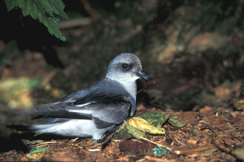 Fork-tailed Storm-petrel (Oeanodroma furcata) - Wiki; DISPLAY FULL IMAGE.