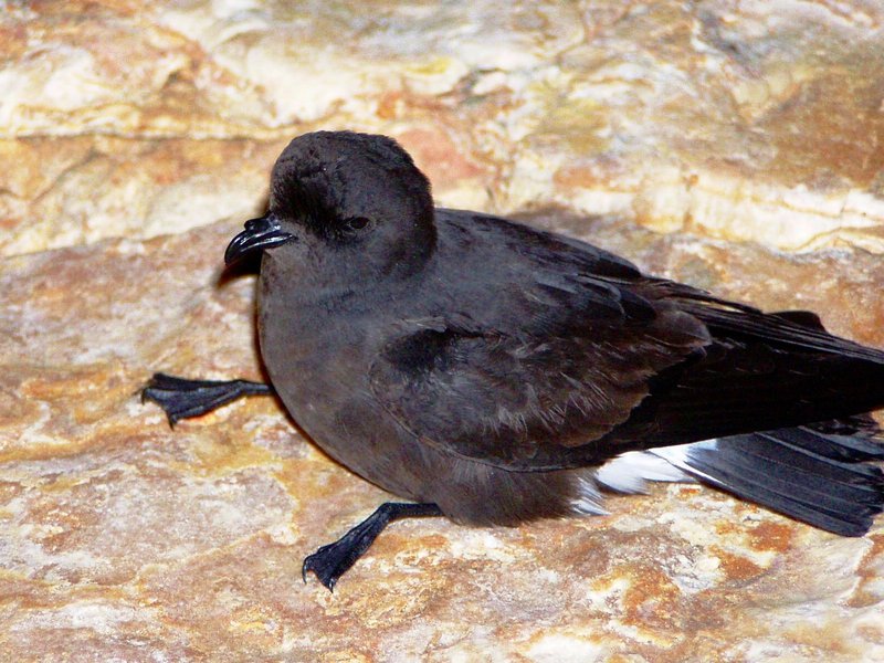 European Storm-petrel (Hydrobates pelagicus) - Wiki; DISPLAY FULL IMAGE.