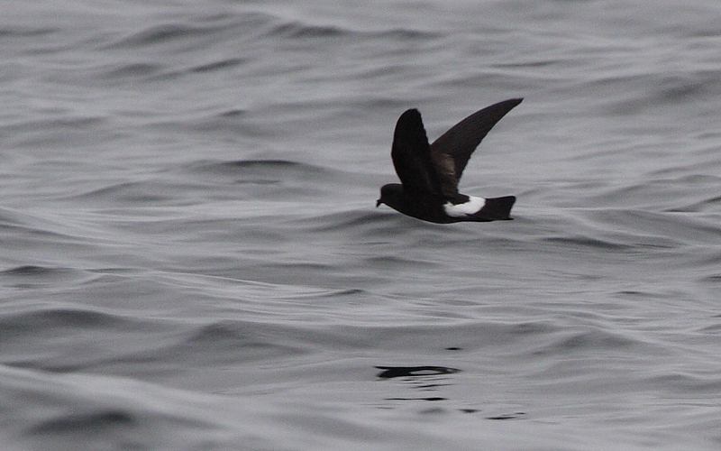 Wilson's Storm-petrel (Oceanites oceanicus) in flight; DISPLAY FULL IMAGE.