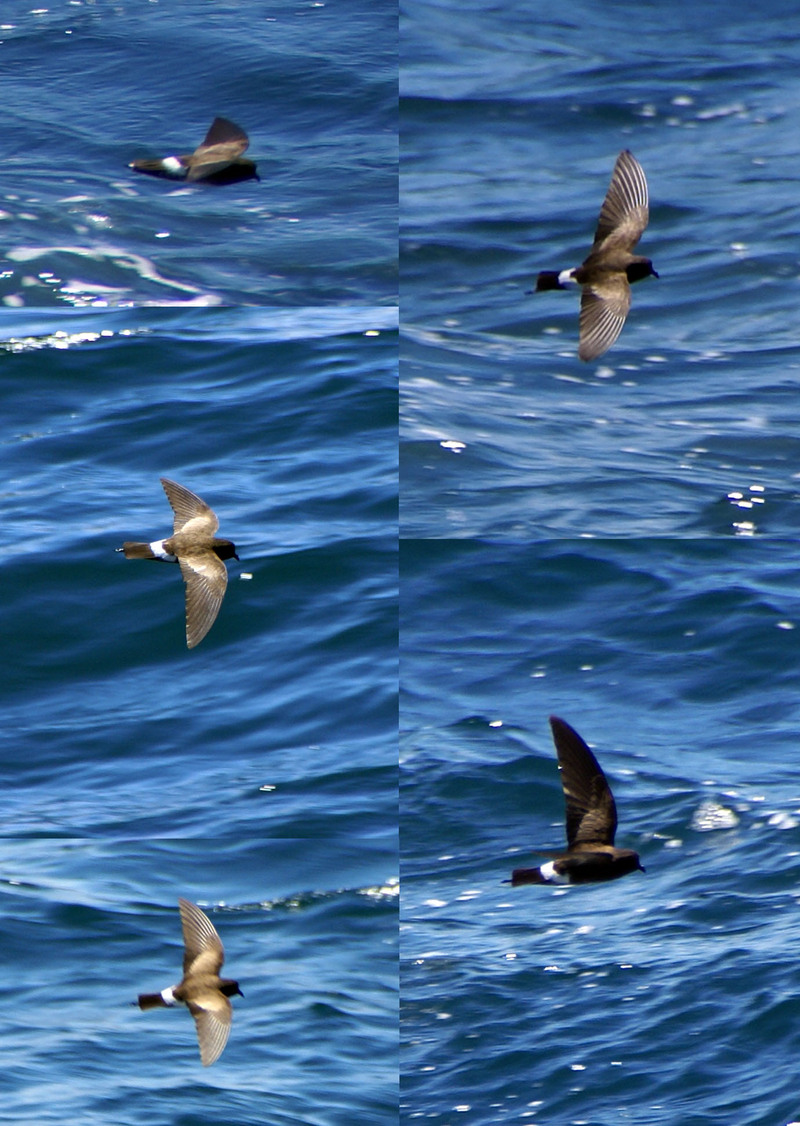 Eliott's Storm-petrel (Oceanites gracilis galapagoensis) in flight; DISPLAY FULL IMAGE.