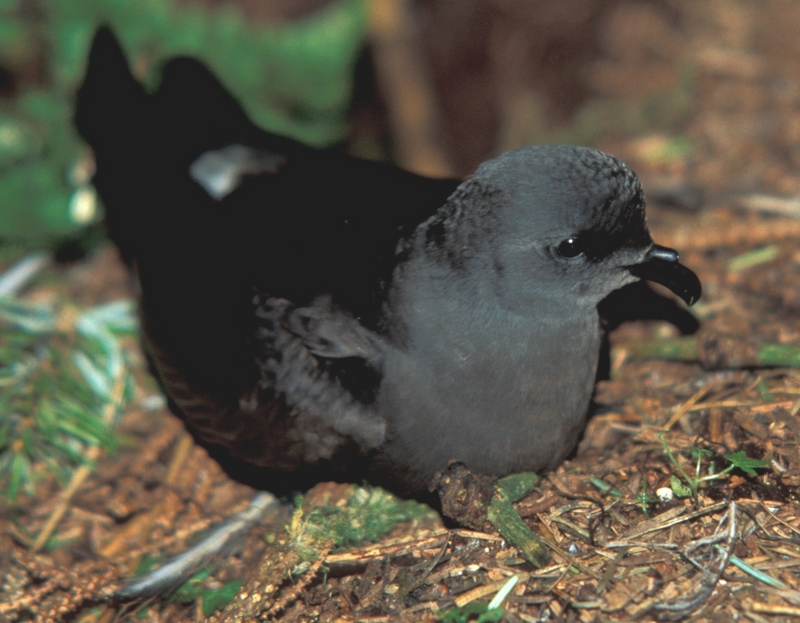 Leach's Storm-petrel (Oceanodroma leucorhoa) - Wiki; DISPLAY FULL IMAGE.