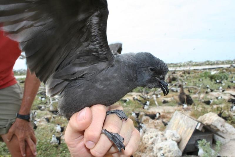 Tristram's Storm-petrel (Oceanodroma tristrami) - Wiki; DISPLAY FULL IMAGE.