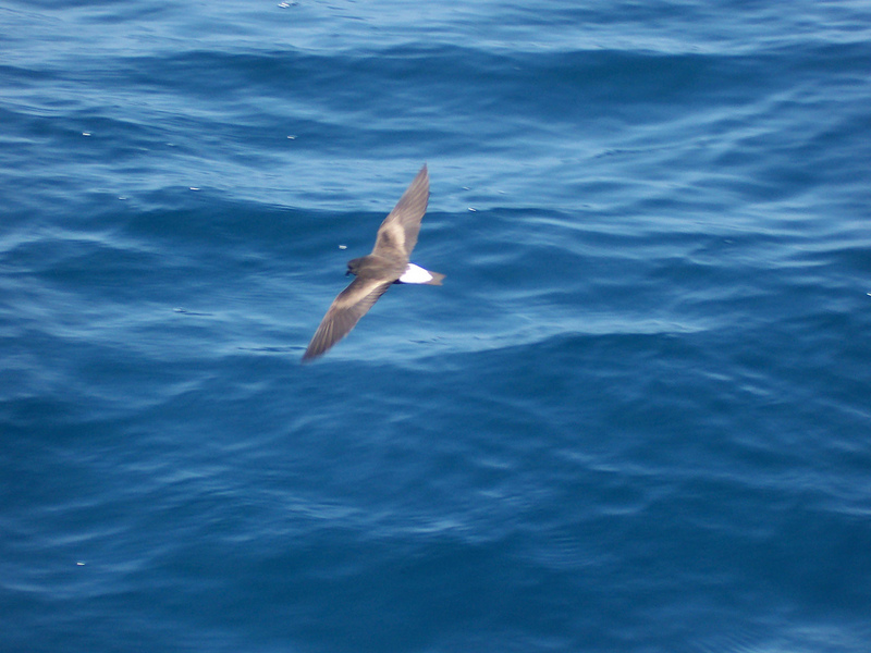 White-vented Storm-petrel (Oceanites gracilis) - Wiki; DISPLAY FULL IMAGE.