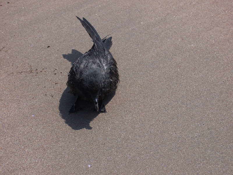 Black Storm-petrel (Oceanodroma melania) - Wiki; DISPLAY FULL IMAGE.