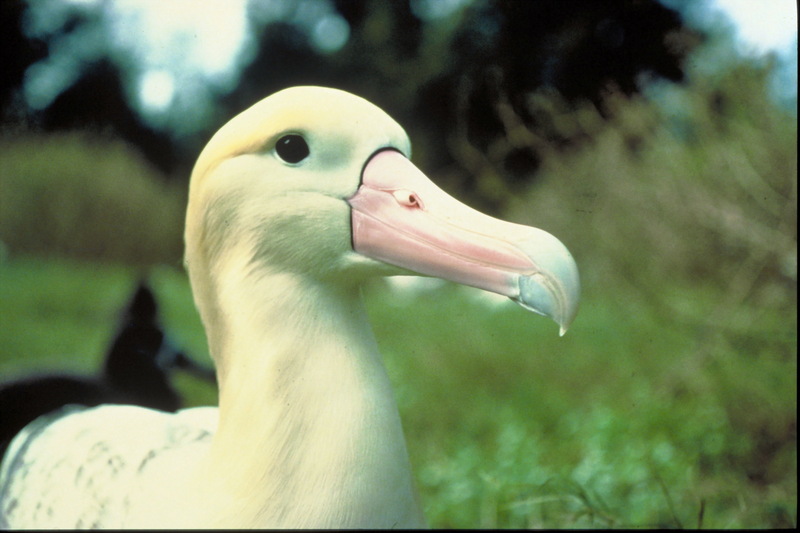 Albatross (Family: Diomedeidae) - Wiki; DISPLAY FULL IMAGE.