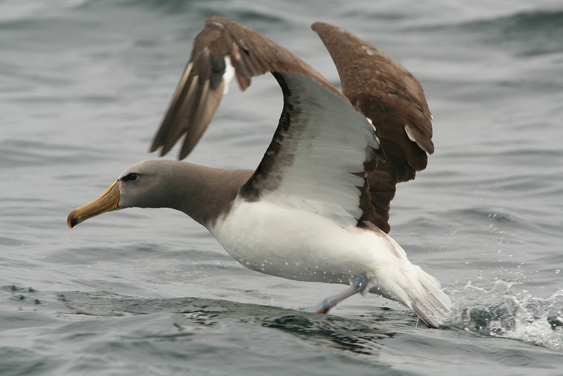 Chatham Albatross (Thalassarche eremita) - Wiki; DISPLAY FULL IMAGE.