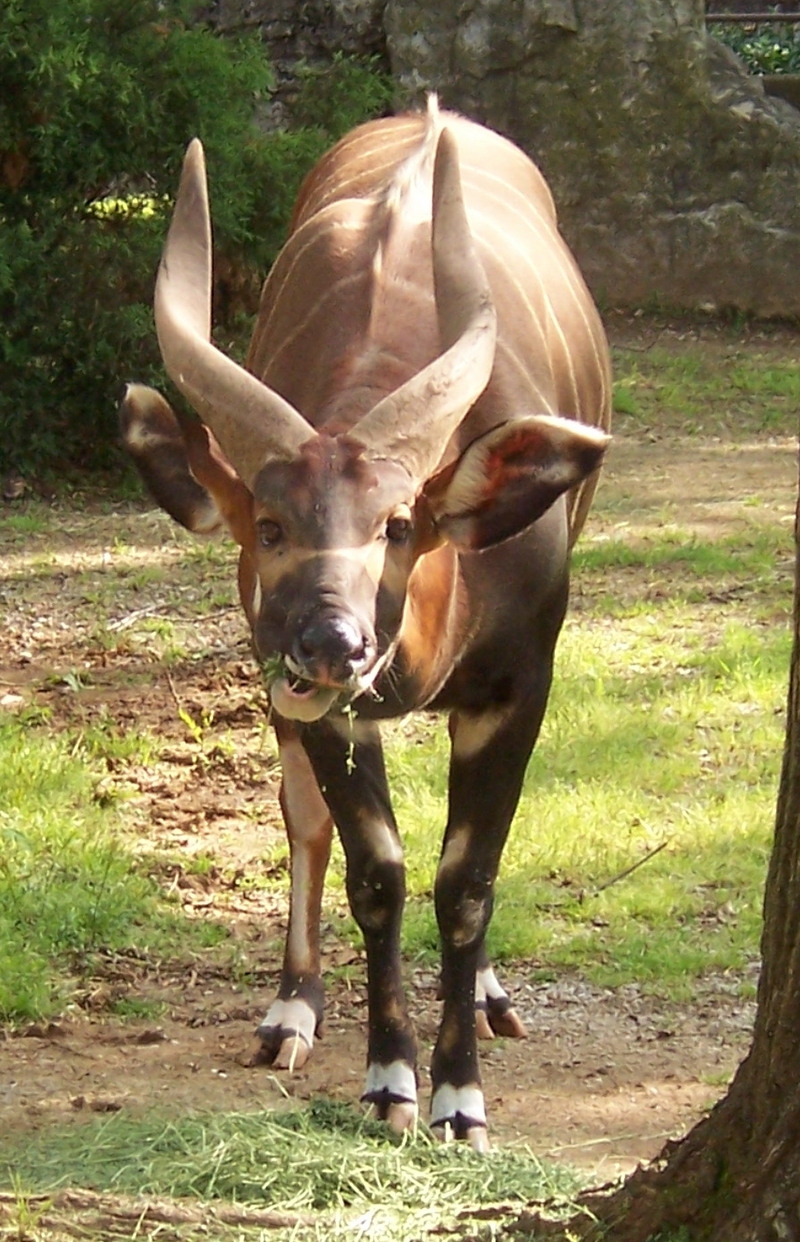 Western Bongo or Lowland Bongo, Tragelaphus eurycerus eurycerus; DISPLAY FULL IMAGE.