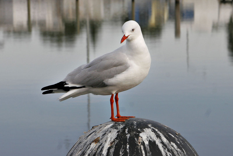 Silver Gull (Larus novaehollandiae) - Wiki; DISPLAY FULL IMAGE.