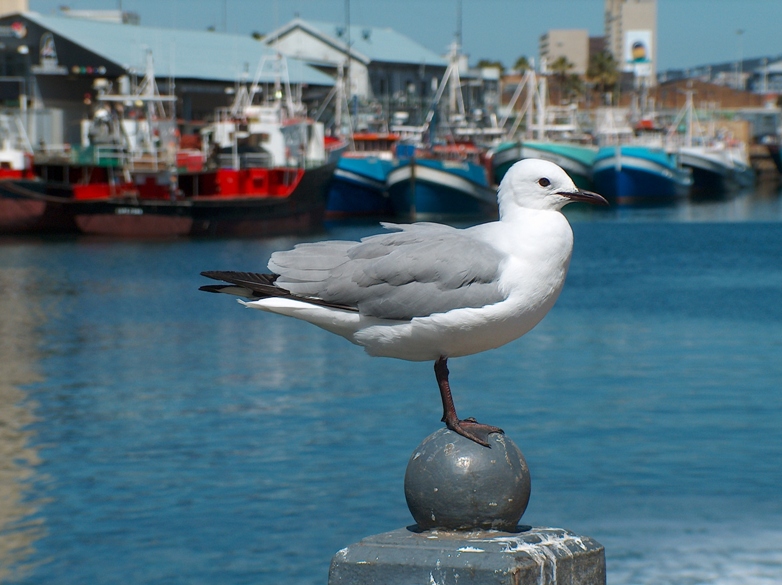 Hartlaub's Gull (Larus hartlaubii) - Wiki; DISPLAY FULL IMAGE.