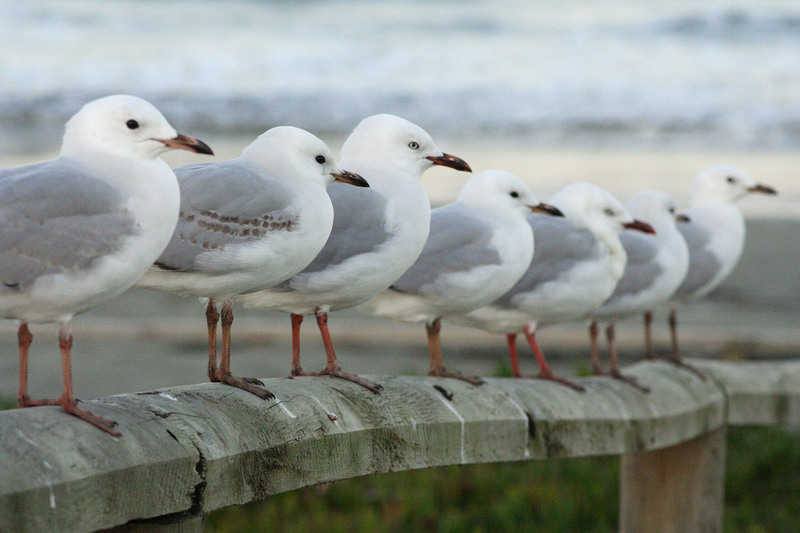 Red-billed Gull (Larus scopulinus) - Wiki; DISPLAY FULL IMAGE.