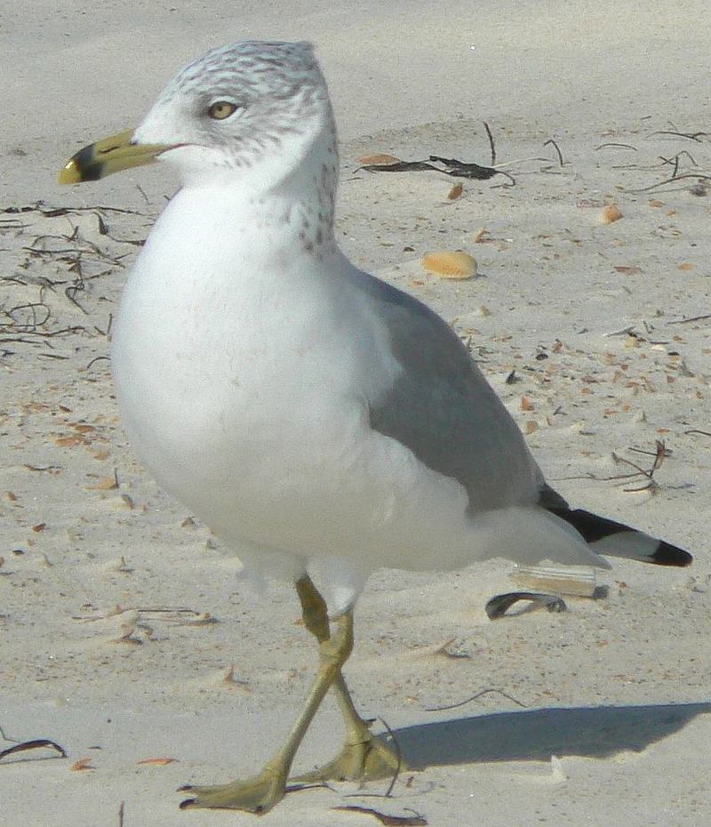 Ring-billed Gull (Larus delawarensis) - Wiki; DISPLAY FULL IMAGE.