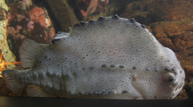 Lumpsucker (Cyclopterus lumpus); DISPLAY FULL IMAGE.