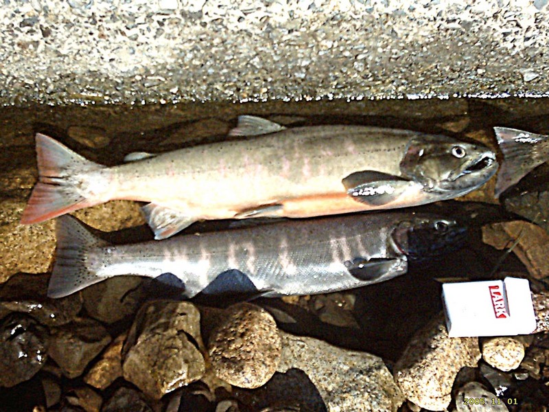 Biwa Trout (Oncorhynchus masou rhodurus) - Wiki; DISPLAY FULL IMAGE.