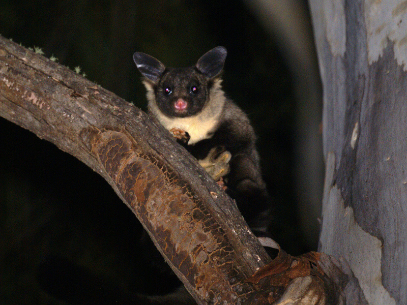 Yellow-bellied Glider (Petaurus australis) - Wiki; DISPLAY FULL IMAGE.