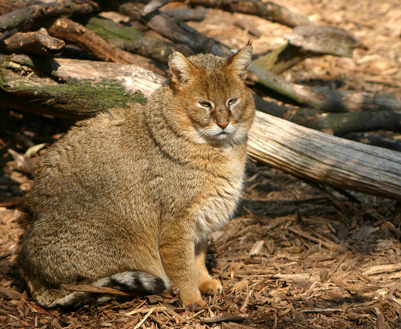 Jungle Cat (Felis chaus) - Wiki; DISPLAY FULL IMAGE.