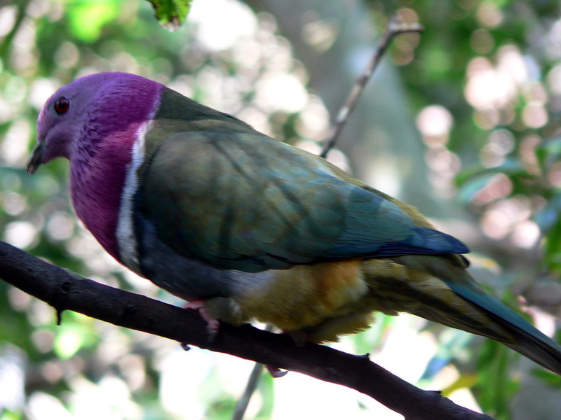 Pink-headed Fruit-dove (Ptilinopus porphyreus) - Wiki; DISPLAY FULL IMAGE.