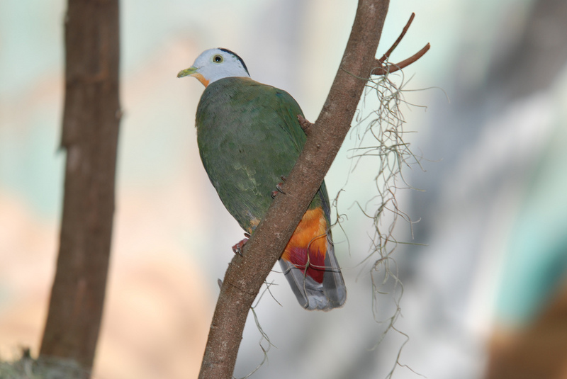 Black-naped Fruit-dove, Ptilinopus melanospilus; DISPLAY FULL IMAGE.