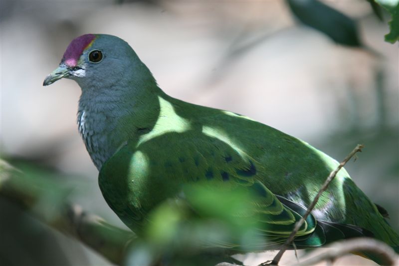 Rose-crowned Fruit-dove (Ptilinopus regina); DISPLAY FULL IMAGE.