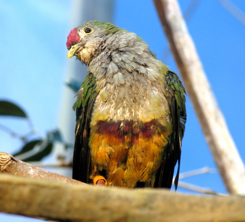 Beautiful Fruit Dove (Ptilinopus pulchellus) at Louisville Zoo; DISPLAY FULL IMAGE.