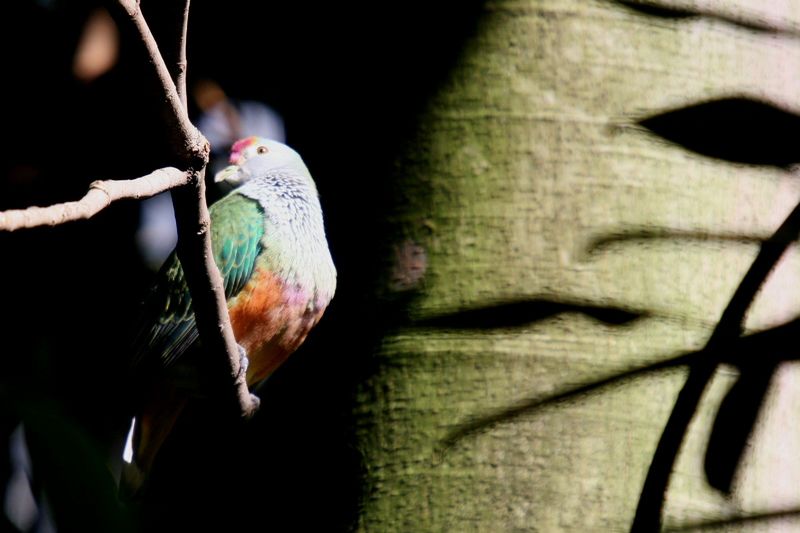 Rose-crowned Fruit-dove (Ptilinopus regina); DISPLAY FULL IMAGE.