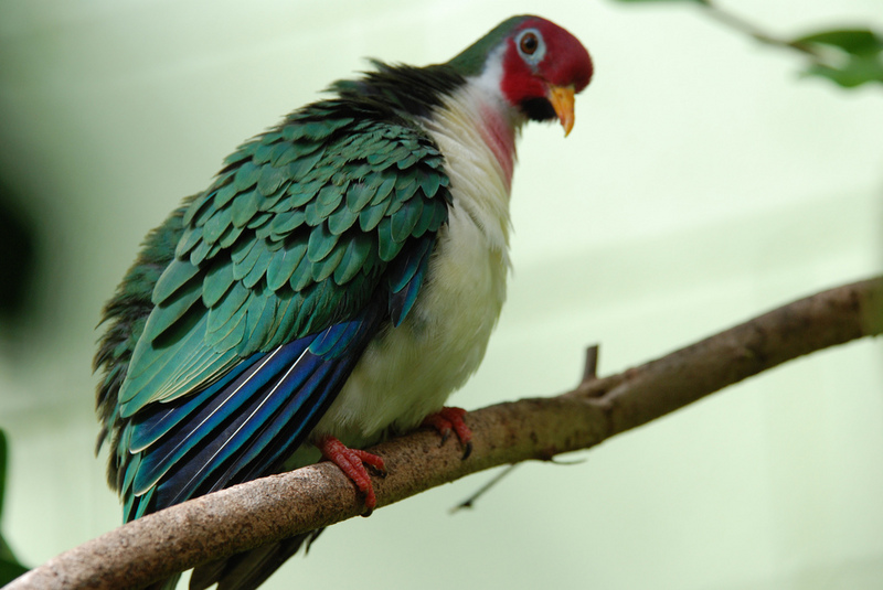 Jambu Fruit-dove (Ptilinopus jambu); DISPLAY FULL IMAGE.