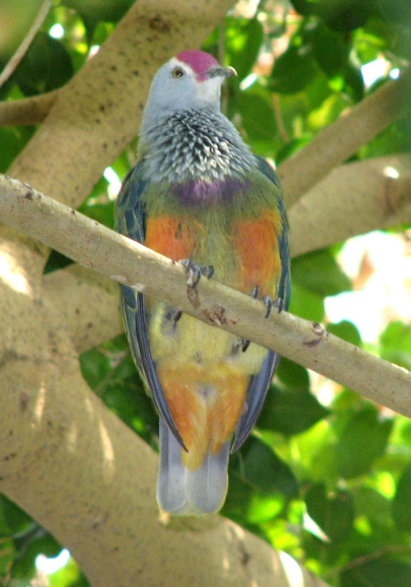 Mariana Fruit-dove (Ptilinopus roseicapilla) taken at Louisville Zoo; DISPLAY FULL IMAGE.