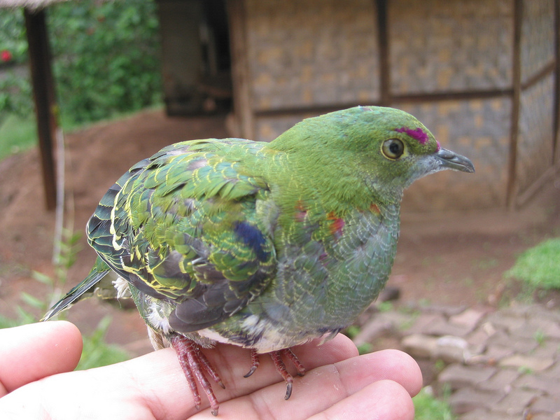 Superb Fruit-dove (Ptilinopus superbus) - Wiki; DISPLAY FULL IMAGE.