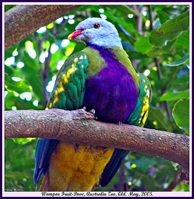 Wompoo Fruit-dove (Ptilinopus magnificus); DISPLAY FULL IMAGE.