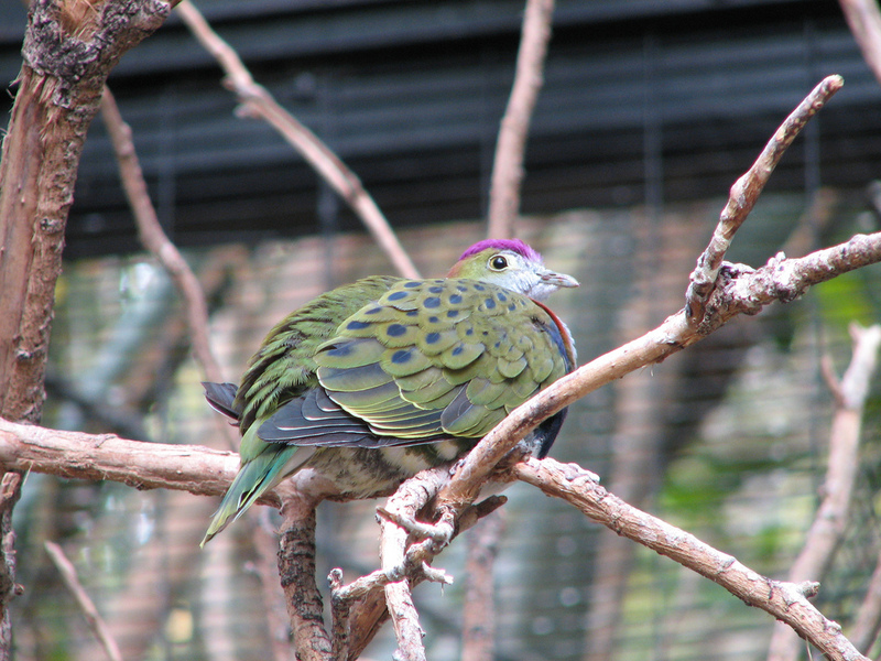Superb Fruit-dove (Ptilinopus superbus), Phoenix Zoo; DISPLAY FULL IMAGE.