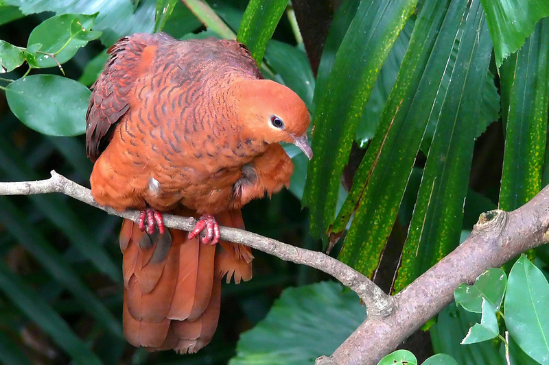 Ruddy Cuckoo-dove (Macropygia emiliana); DISPLAY FULL IMAGE.