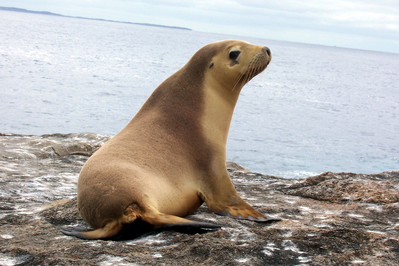 Eared Seals (Family: Otariidae; fur seals and sea lions) - Wiki; DISPLAY FULL IMAGE.