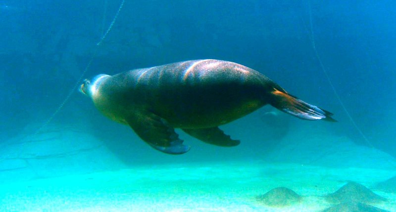 Australian Fur Seal, Arctocephalus pusillus doriferus; DISPLAY FULL IMAGE.