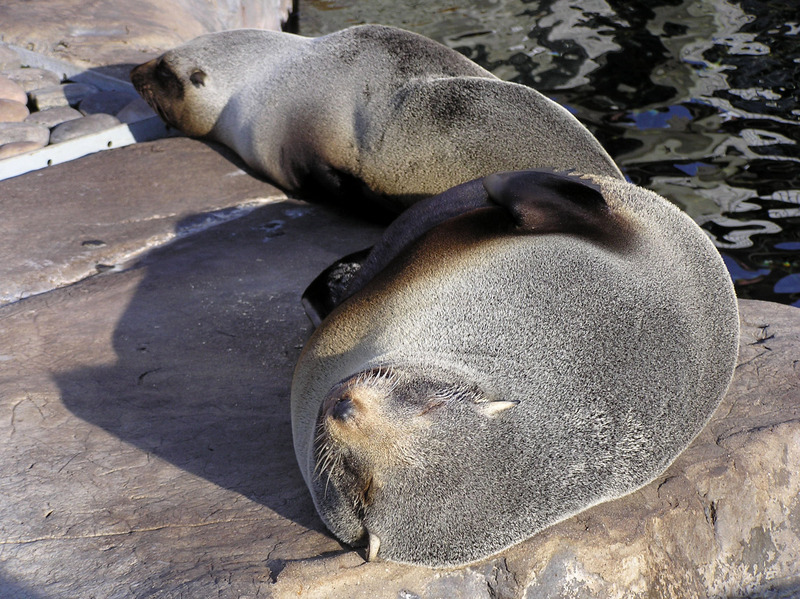 South American Fur Seal (Arctocephalus australis) - Wiki; DISPLAY FULL IMAGE.