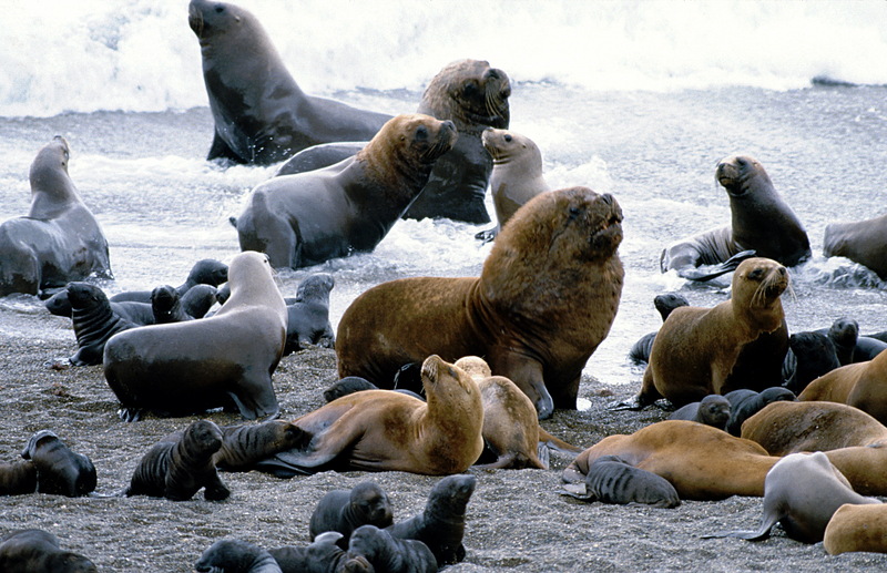 Southern or South American Sea Lion (Otaria flavescens) - Wiki; DISPLAY FULL IMAGE.
