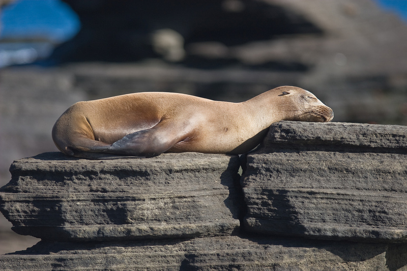 Galapagos Sea Lion (Zalophus wollebaeki) - Wiki; DISPLAY FULL IMAGE.