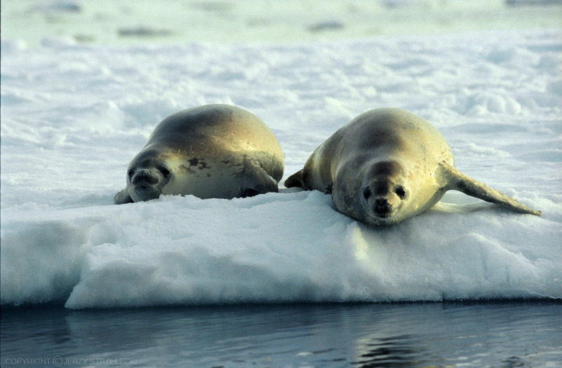 Earless Seals (Family: Phocidae; true seals) - Wiki; DISPLAY FULL IMAGE.
