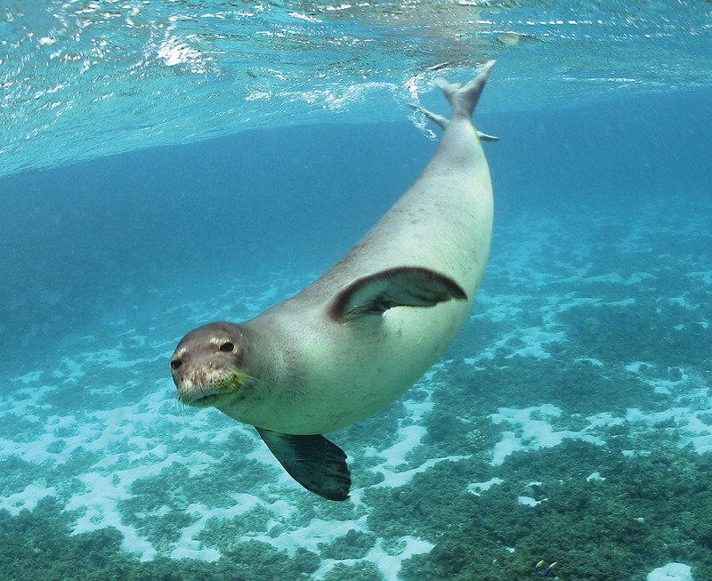 Hawaiian Monk Seal (Monachus schauinslandi) - Wiki; DISPLAY FULL IMAGE.